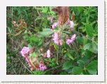 Wildflowers Cabot Trail - Cape Breton * 2592 x 1944 * (1.49MB)